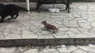 Dachshund with courage!