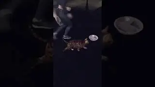 Откормили кота в Демонологисте 3 часть