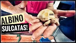 My Tortoise Hatchery Visit!