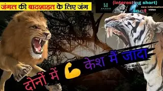 Tiger vs 🦁 lions. कौन जीतेगा?।@SecretSach @jungleboxofficial #animals #animal