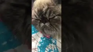 No me ponga la Mano en el pelo 😾