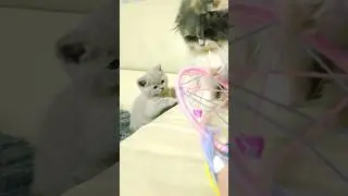 Мама Кошка забрала игрушку у Котёнка 🤣 #shorts #cat #kitten #cats
