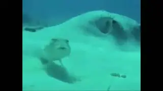 Fish blank stare meme