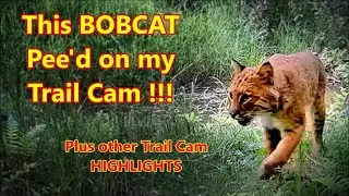A Bobcat Marks my trail camera! And other highlights from our trail cams.