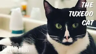 The Tuxedo Cat