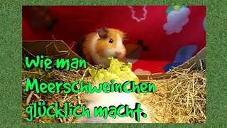 Digging Box for guinea pigs in fleece bedding DIY