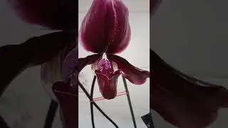 Paph. Schwarze Madonna. Дама с характером)))
