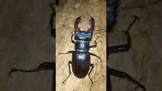Дикая природа Черное море рогатый жук приполз искупятся