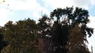 Когда нужно заносить цветы с балкона?