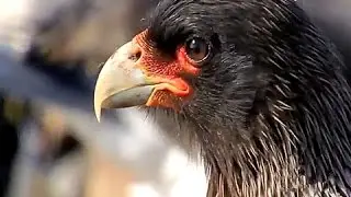 Caracara Come a Bebe Pingüino