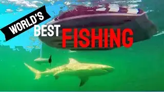 World's Best Fishing Tiny Boat! Strongest Fish Sharks + Goliath Grouper