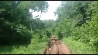 Крымский лес.