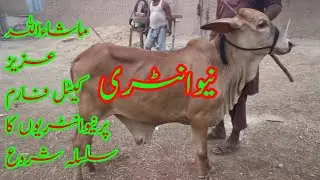 MashaAllah Aziz Cattle Farm, New Entry has started For Qurban 2025