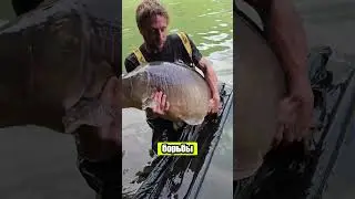 Азиатские карпы — нежеланные гости США 🐟❌