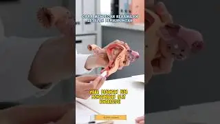 How to Prevent Pregnancy After Intercourse 