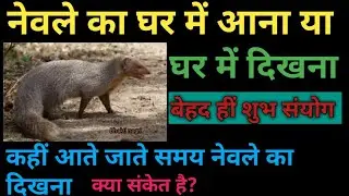 नेवले का घर में आना या घर में दिखना कैसा होता है / नेवले का रास्ता काटना क्या संकेत है Newale