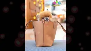 「絶対に笑う」あり得ないことをする犬★おもしろい犬のハプニング, 失敗画像集 #32