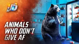 Top 5 Animals Who Don't Give AF