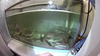 живец на балконе капец !)