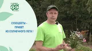 Сухоцветы - привет из солнечного лета!