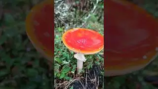 Rare grizzly bear watermelon mushroom#viral