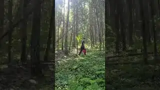 в поиске грибов