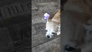 Чихуахуа признала, что не права