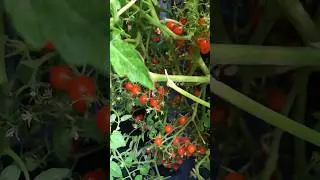 Томат «Чудо ягода» #огород #огороднабалконе #дача