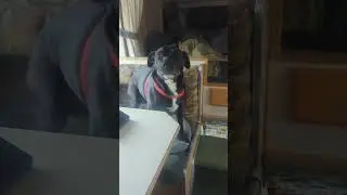 My Dog is Voice Activated!