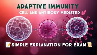 How Humoral Immunity Works (Antibodies Explained)