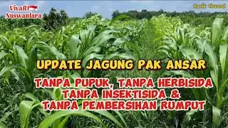 Ansar :Amazing Jagung Berbiosaka. Tanpa Pupuk, herbisida, Insektisida#hanikchannel #biosaka
