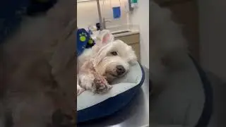 Doain cepet sembuh anabulku, Max 😊