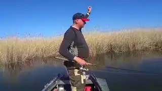 Весенний окунь
