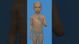 Can Humans Regrow Body Parts 