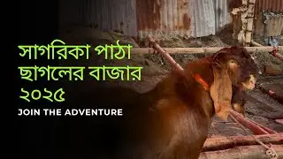 সাগরিকা পাঠা ছাগলের বাজার ২০২৫ | মনষা পূজার জন্য বিশেষ পাঠা কালেকশন