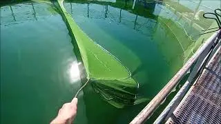 Проверка садка для выращивания рыбы
