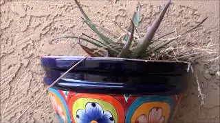 Dove nest found in wall planter!
