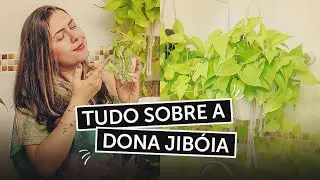 🌿🍃 JIBÓIA | A planta mais fácil de cuidar | Plantas 🌿🍃