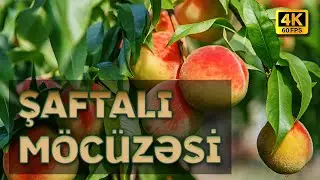 Sağlamlığınız Üçün Faydalı Məlumatlar: Şaftalı Möcüzəsi I 4K
