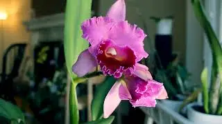 Orchid Video  ; Orchid