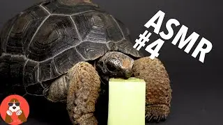 ASMR #4 Baby Giant Tortoise / Turtle  Eating Cucumber  vol. 2 | Animal ASMR | 4K