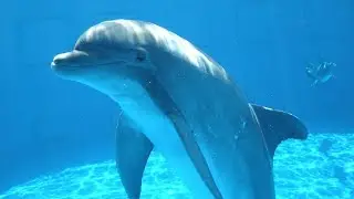 SeaWorld announces that it will cease the practice of trainers riding on dolphins in its shows.