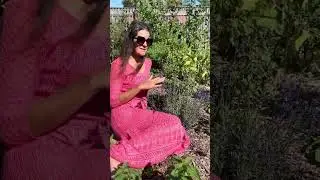 Про лаванду в саду