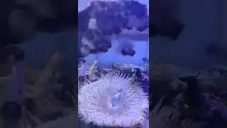 Sea Anemone