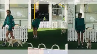 SOCKiES DOG COMPETiTiON **UNSEEN FOOTAGE** 🫣