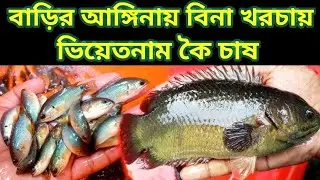 পারিবারিক চাহিদা মেটাতে ও হালকা বাণিজ্যিক মাছ চাষ এই হাউস এ করুন। সহজভাবে হাউজে কই শিং মাগুর চাষ।