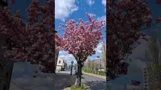 Beautiful |flowers