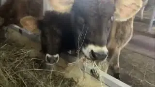 Спасение элитных тёлочек