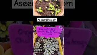 Red and Green Shiso #aseedtolife #seedtolife20