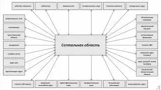 11.29.2 Подробное разъяснение. Септальная область. Часть вторая